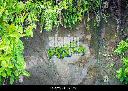 Verde Amazzonia farinose o farinoso Pappagalli (Amazona farinosa) alimentazione su una argilla leccare sulle rive del fiume Napo, Ecuador Foto Stock