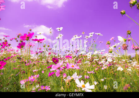 Cosmo colorati fiori nel giardino con rosa sullo sfondo del cielo Foto Stock