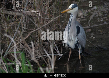 Solitario airone Foto Stock