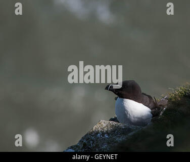 Razorbill - Alca torda Foto Stock