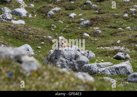 Carino marmotta su una pietra in montagna, Dolomiti, Alto Adige, Italia Foto Stock