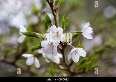 × Prunus yedoensis blossom. Yoshino ciliegia. Foto Stock