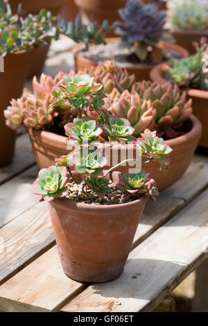 Succulente sul display in vasi di terracotta. Foto Stock