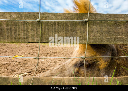 Close-up di un suino muso dietro una recinzione Foto Stock