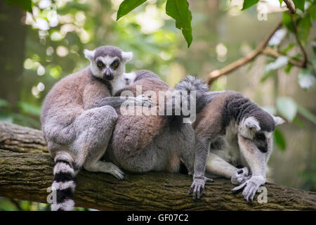 Anello-tailed lemuri (Lemur catta) seduto sul ramo di albero Foto Stock