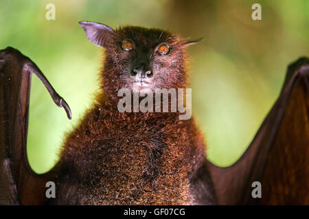 Grandi: la malese flying fox close-up verticale Foto Stock