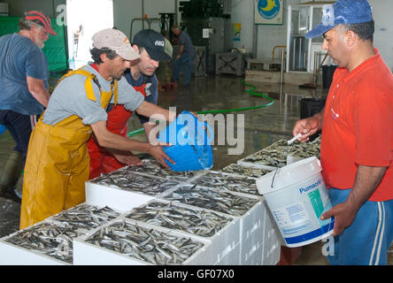 Porto di pesca, Punta Umbria, provincia di Huelva, regione dell'Andalusia, Spagna, Europa Foto Stock