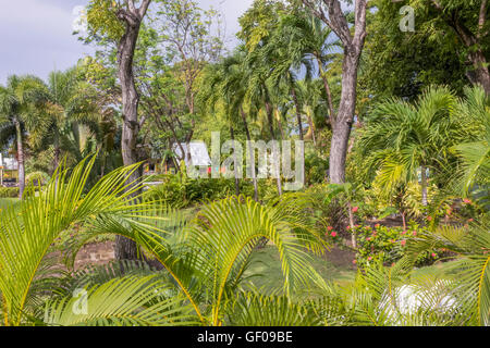 Il giardino lussureggiante di Romney Manor ST. Kitts West Indies Foto Stock