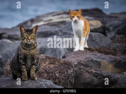 Carino gatti seduti sulle rocce sulla costa dell'oceano Foto Stock