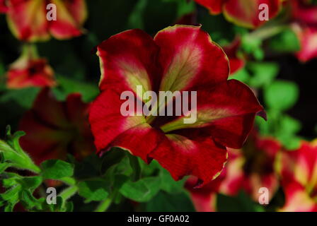 Petunia rossa, surfinia, assillaris petunia, petunia fiorita Foto Stock