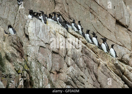 Russia, Estremo Oriente Russo, Chukotka Okrug autonomo aka Chukotka. Cape Kuyveveem. Comune di guillemot aka murre (Uria aalge) Foto Stock