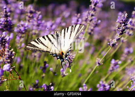 La scarsa coda forcuta farfalla Iphiclides podalirius in Le molte regione del sud-ovest della Francia seduta su wild fiori di lavanda Foto Stock