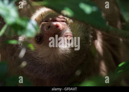 Giovani due dita bradipo appeso a un albero in Costa Rica foresta di pioggia Foto Stock