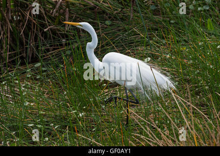 Airone bianco maggiore caccia agli uccelli nella palude Foto Stock