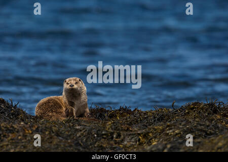 Otter al bordo Lochs Foto Stock