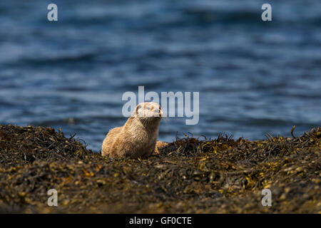 Otter al bordo Lochs Foto Stock