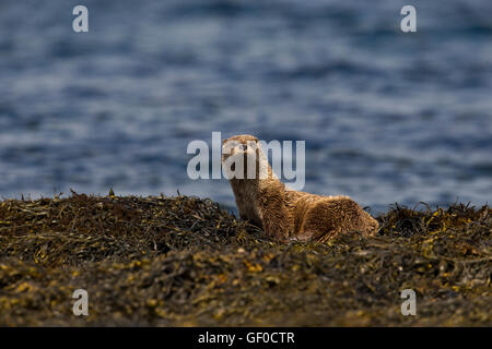 Otter al bordo Lochs Foto Stock