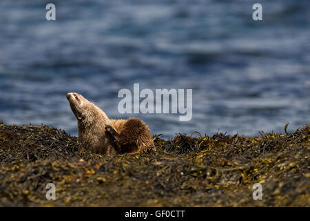 Otter al bordo Lochs Foto Stock