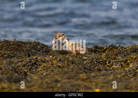 Otter al bordo Lochs Foto Stock