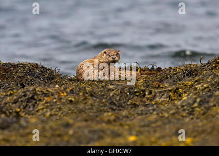 Otter al bordo Lochs Foto Stock