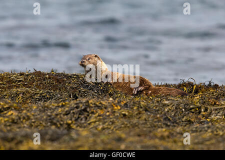 Otter al bordo Lochs Foto Stock