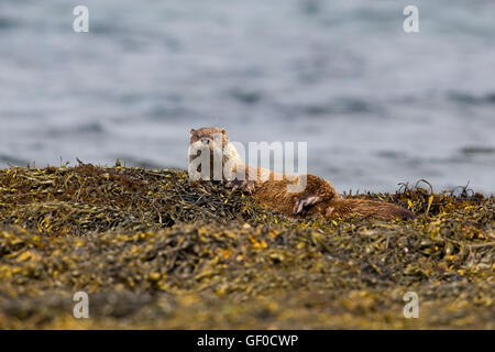 Otter al bordo Lochs Foto Stock