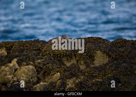 Otter al bordo Lochs Foto Stock