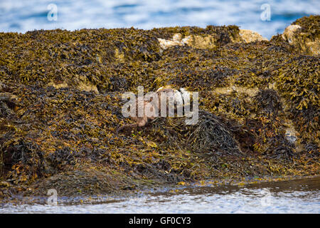 Otter al bordo Lochs Foto Stock