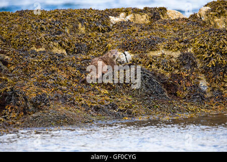 Otter al bordo Lochs Foto Stock