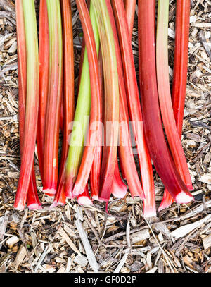 Un mazzetto di ripe di rabarbaro (Rheum rhabarbarum ) steli Foto Stock