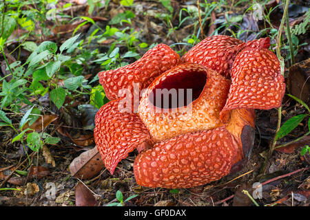 Rafflesia Arnoldii, fiore, Borneo Foto stock - Alamy