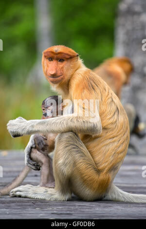 Proboscide di scimmia (Nasalis larvatus) sono endemiche del Borneo. Femmina con baby sitter su piattaforma di alimentazione in Labuk Bay proboscide Foto Stock