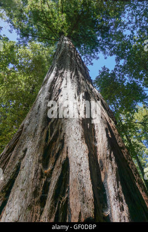 Albero di sequoia vicino Big Basin State Park, California Foto Stock