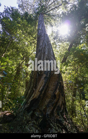 Albero di sequoia vicino Big Basin State Park, California Foto Stock