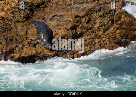 Guarnizione di tenuta del porto (Phoca vitulina) a Whalers Cove, Point Lobos State Reserve, Big Sur Coast Highway Scenic Byway, California Foto Stock