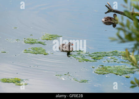 Un Tuffetto chick nuoto Foto Stock