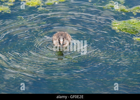 Un Tuffetto chick nuoto Foto Stock