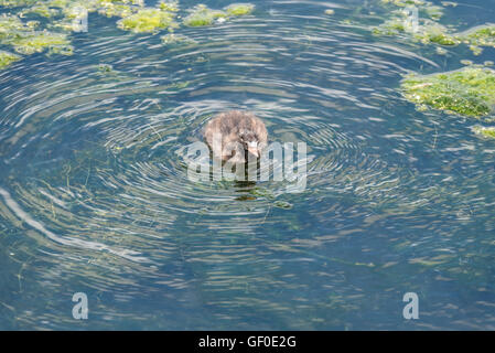 Un Tuffetto chick nuoto Foto Stock