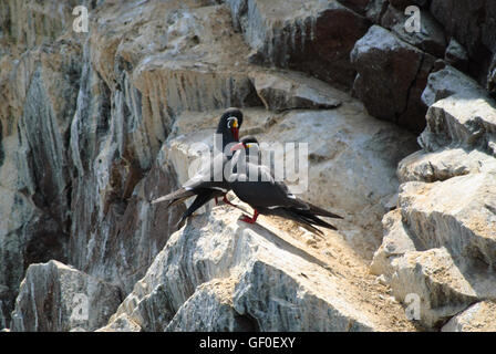 Sterne Inca su un isola rocciosa di Islas Ballestas Foto Stock
