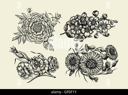 Fiori. Mano bozzetto fiore, peonia, Fiordaliso, Fiordaliso, dimenticare-me-non, garofano, chiodo di garofano. Illustrazione Vettoriale Illustrazione Vettoriale