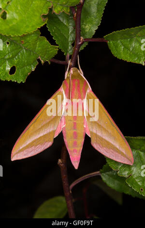 Grande Elefante, Hawkmoth Deilephila elpenor, singolo adulto scattata di notte. Prese Luglio, Essex, Regno Unito. Foto Stock