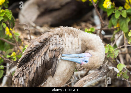 Rosso-footed booby (Sule sula) preening le sue piume, Genovesa Island (torre), Isole Galapagos, Ecuador, Sud America Foto Stock