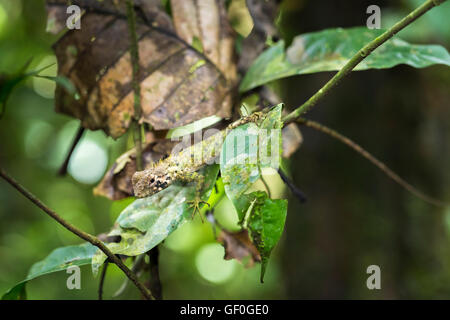 Ben mimetizzata verde foresta amazzonica Dragon (Enyalioides laticeps) lizard su una foglia, Yasuni National Park, il fiume Napo, Ecuador Foto Stock