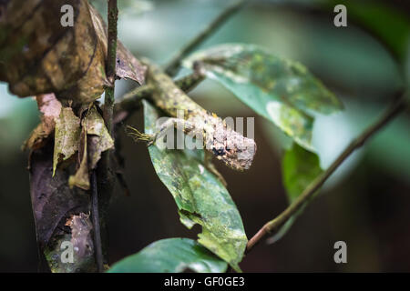 Ben mimetizzata verde foresta amazzonica Dragon (Enyalioides laticeps) lizard su una foglia, Yasuni National Park, il fiume Napo, Ecuador Foto Stock