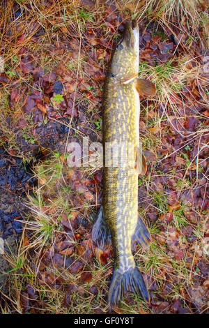 Big pike da nord la pesca di fiume Foto Stock