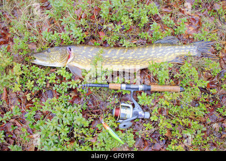 Big pike da nord la pesca di fiume Foto Stock