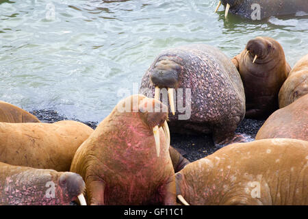 Rookery: Atlantico trichechi dormire sulla spiaggia vicino a ciascun altro Foto Stock