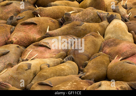 Rookery: Atlantico trichechi dormire sulla spiaggia vicino a ciascun altro Foto Stock