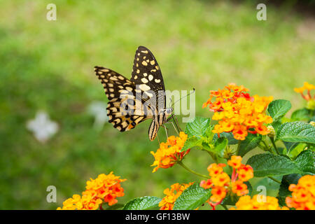 Lime butterfly (Papilio Demoleus Malayanus) sul fiore in Chiang Mai Thailandia Foto Stock