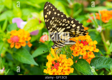 Lime butterfly (Papilio Demoleus Malayanus) sul fiore in Chiang Mai Thailandia Foto Stock
